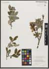 Foto von Salix appendiculata Vill.